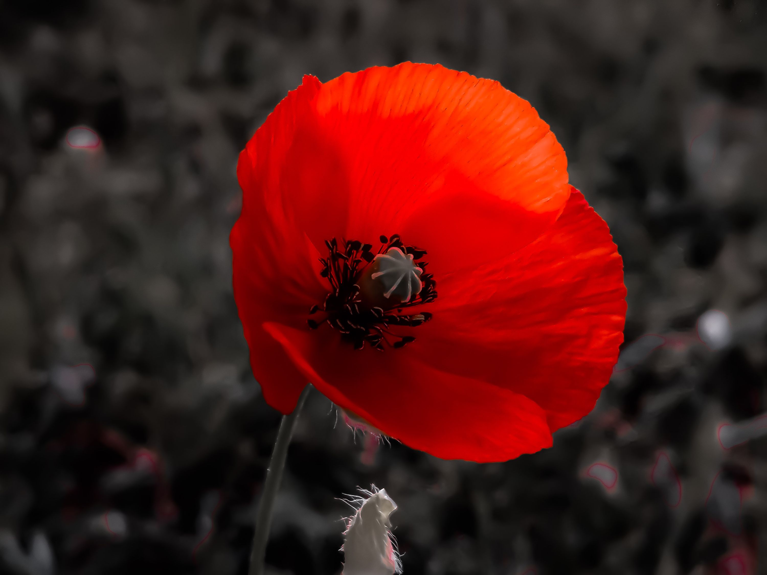 Lady in red