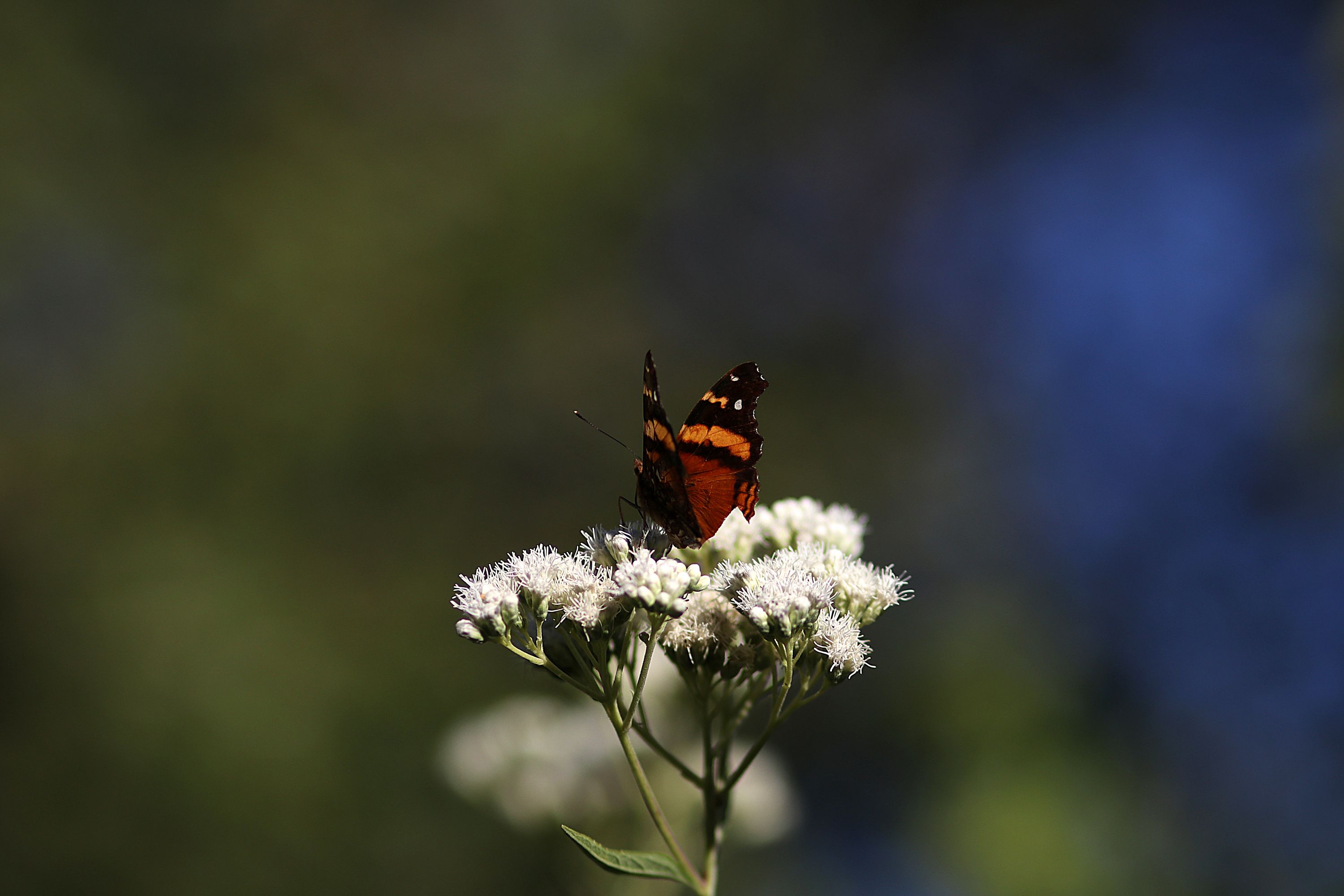 Mariposa y flor