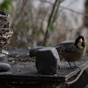 Pajaro en la Parrilla