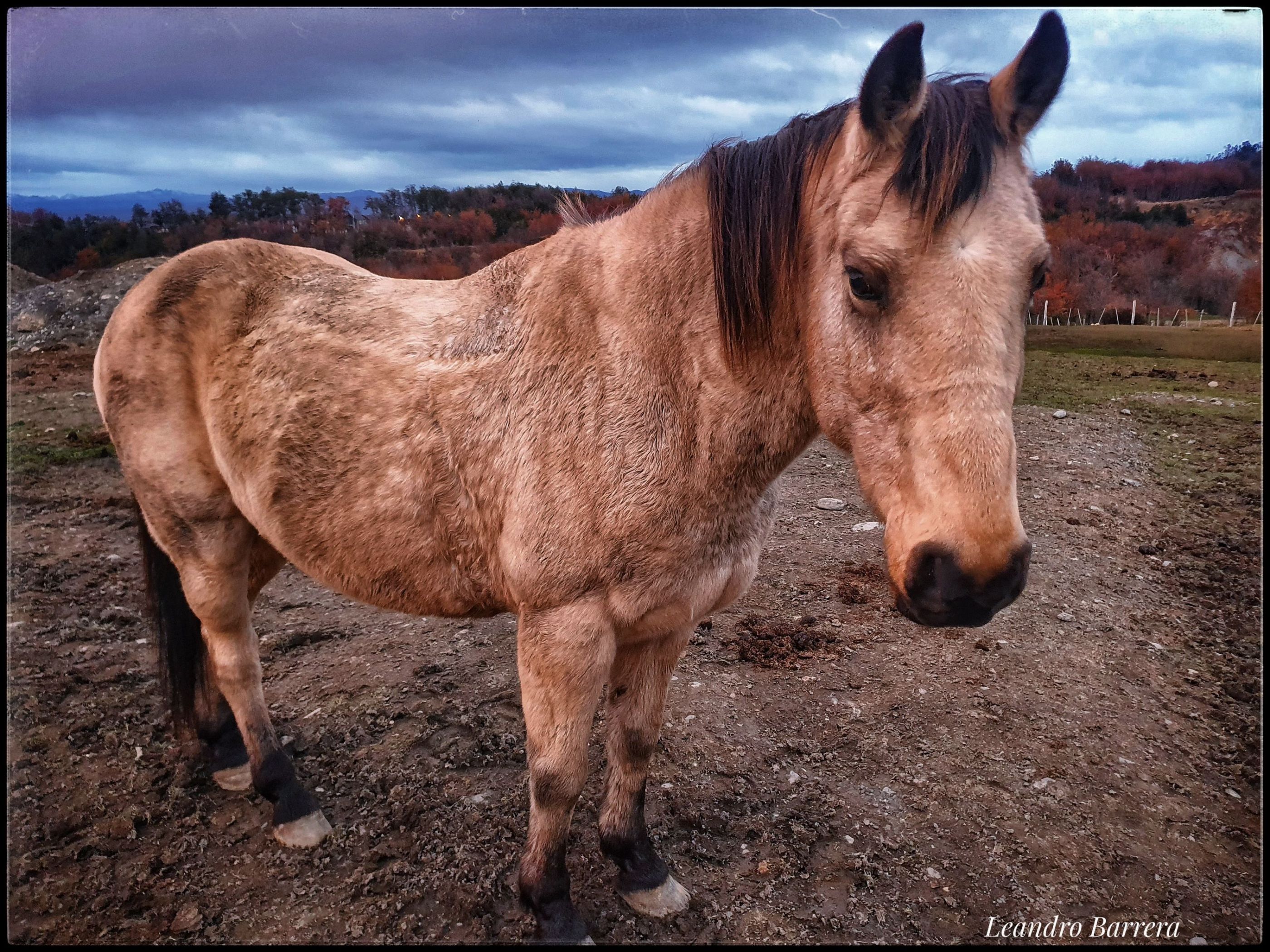 Caballo Fueguino