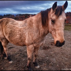 Caballo Fueguino