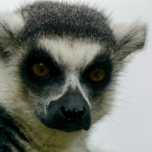 Lemur Catta