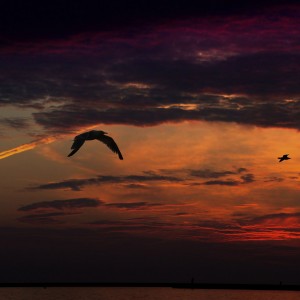 Sunrise with birds