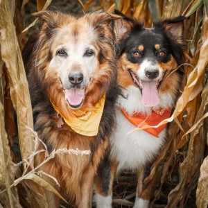 Bonita and Beleza in the cornfield