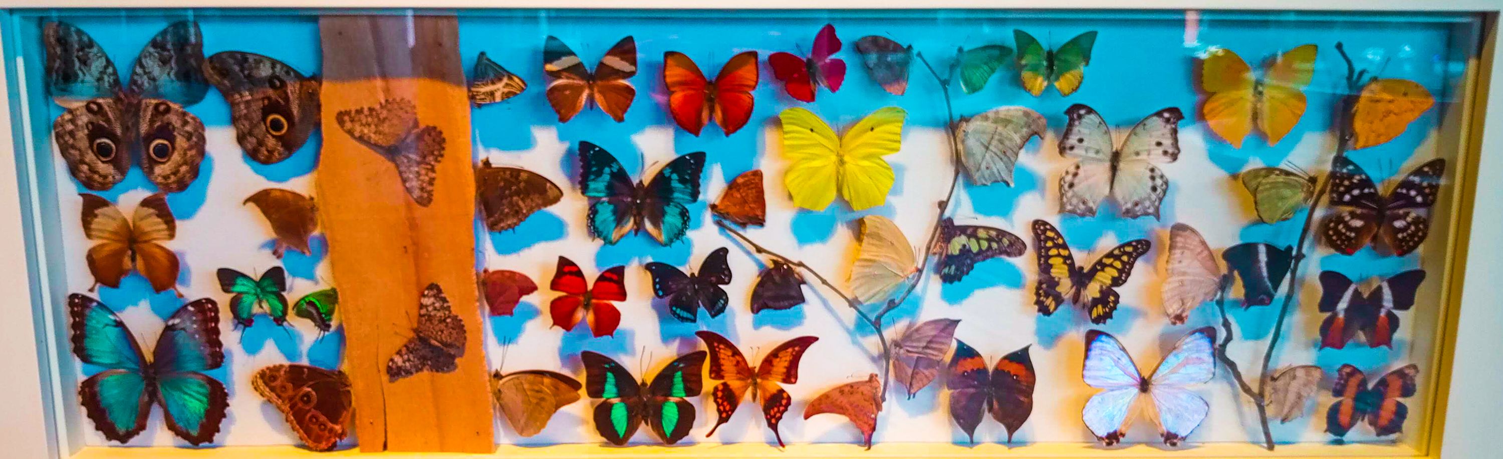 Colección de mariposas