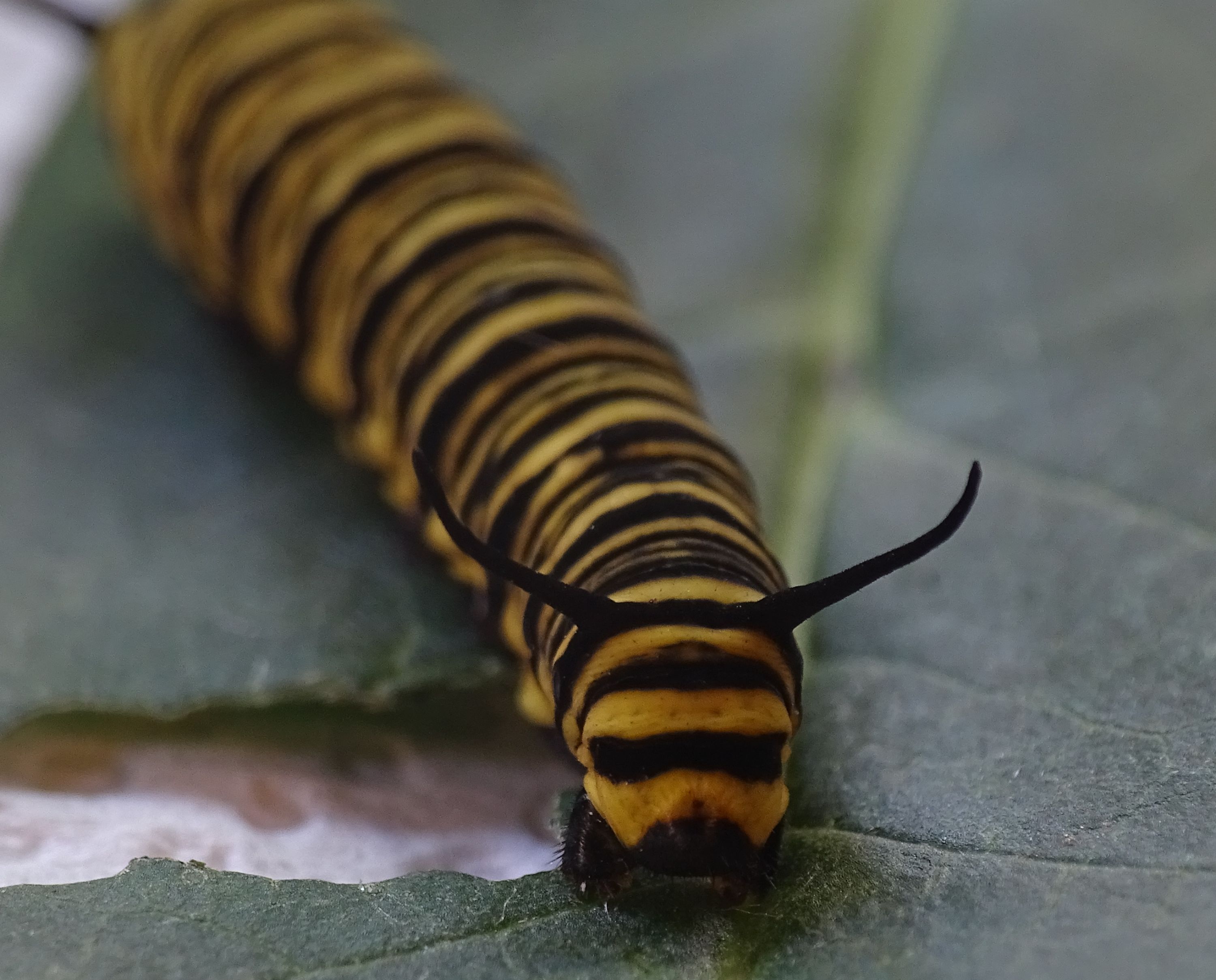 Sera mariposa