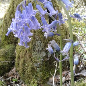 Bluebell