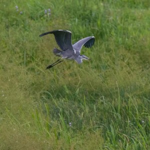 Grey heron