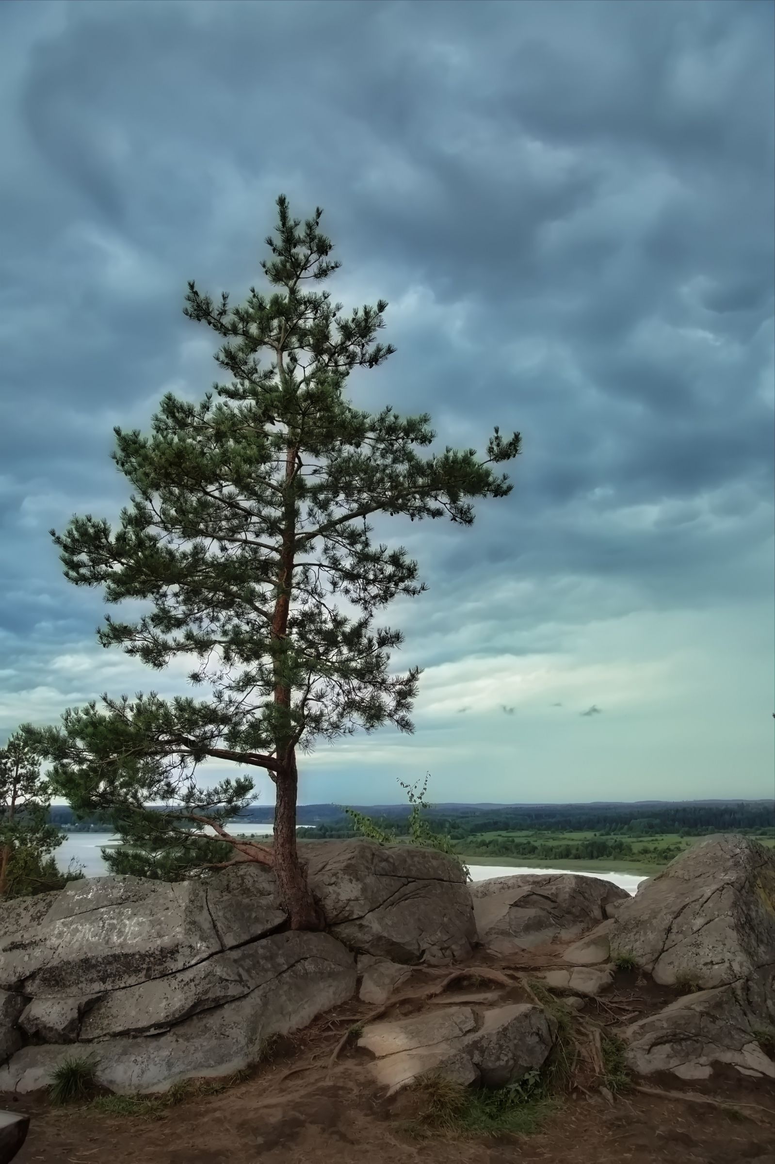 И на камнях растут деревья.