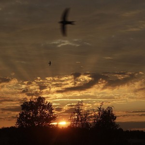 Sunset in the village