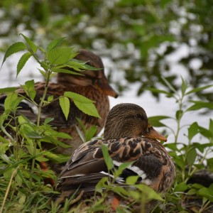 Deux canard en repos