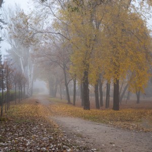 Туман в парке