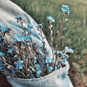forget - me - not