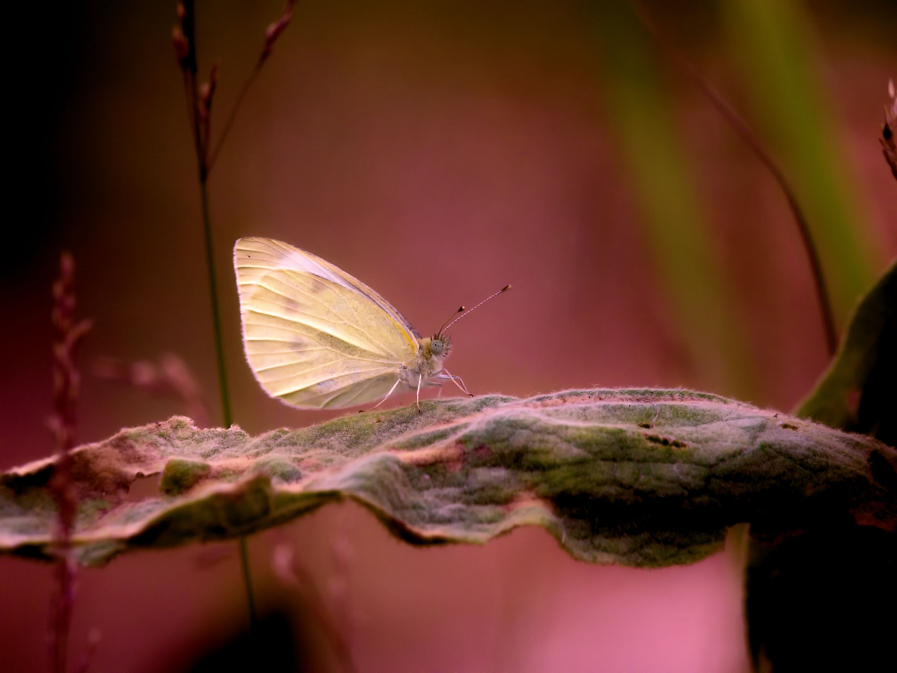 "Snový" motýl