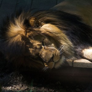 Spící král