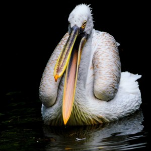 zpívající pelikán