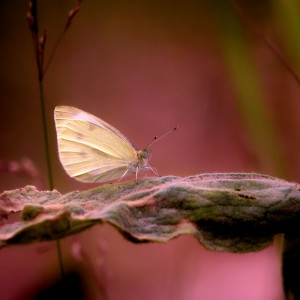 "Snový" motýl