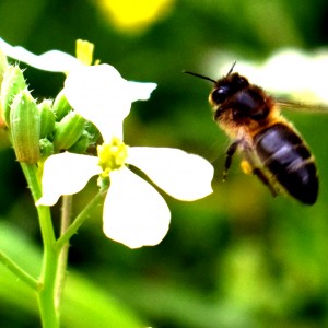 abeille3