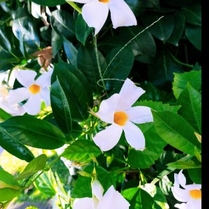 White flower