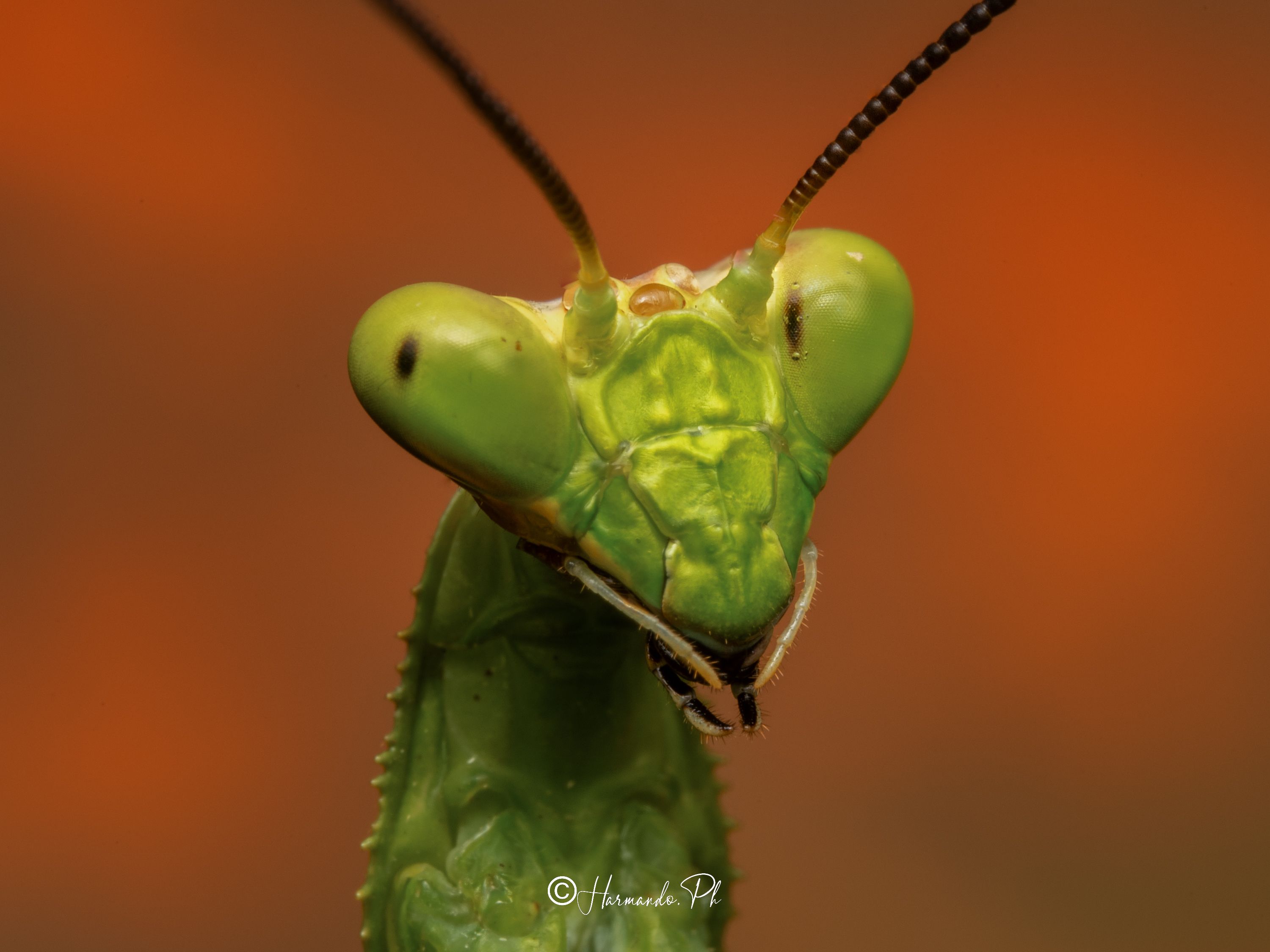 Mantis, Amazonas, Colombia.