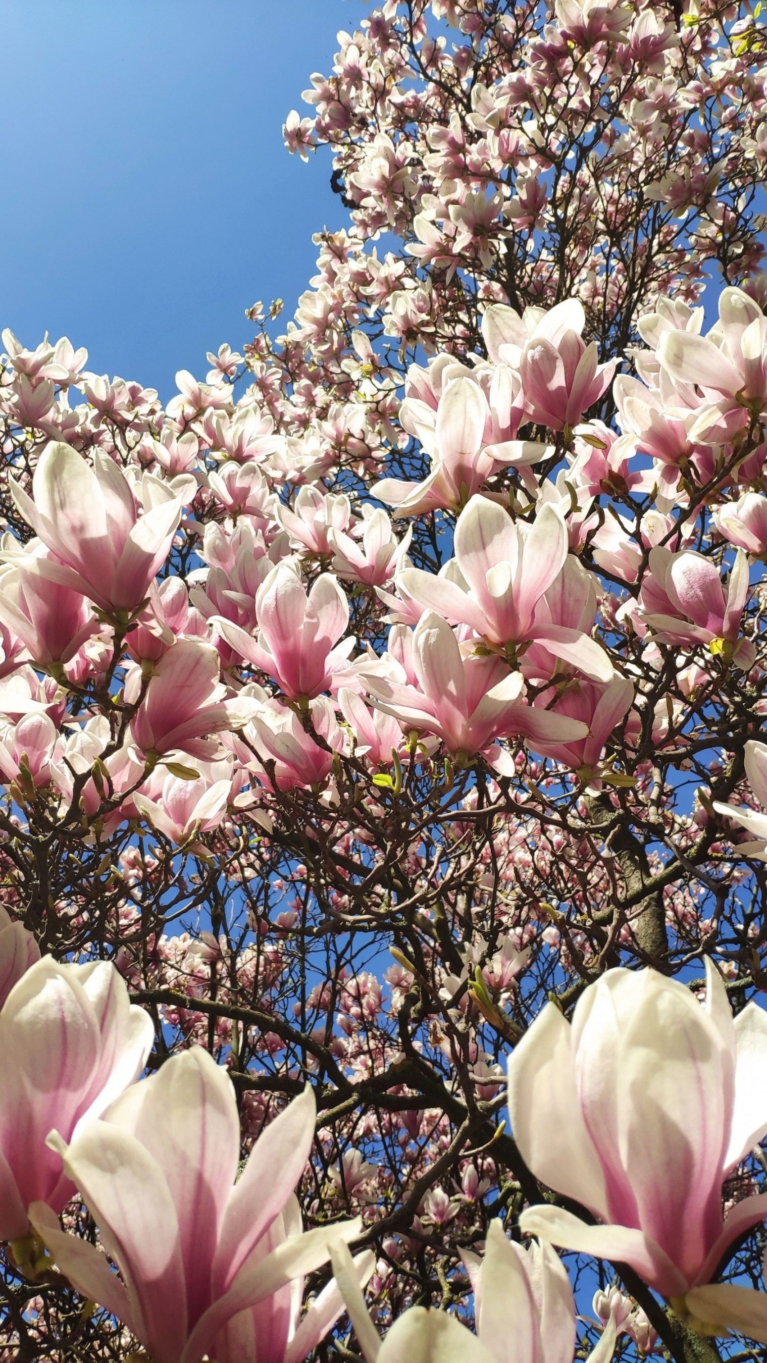 Magnolia