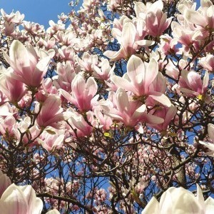 Magnolia