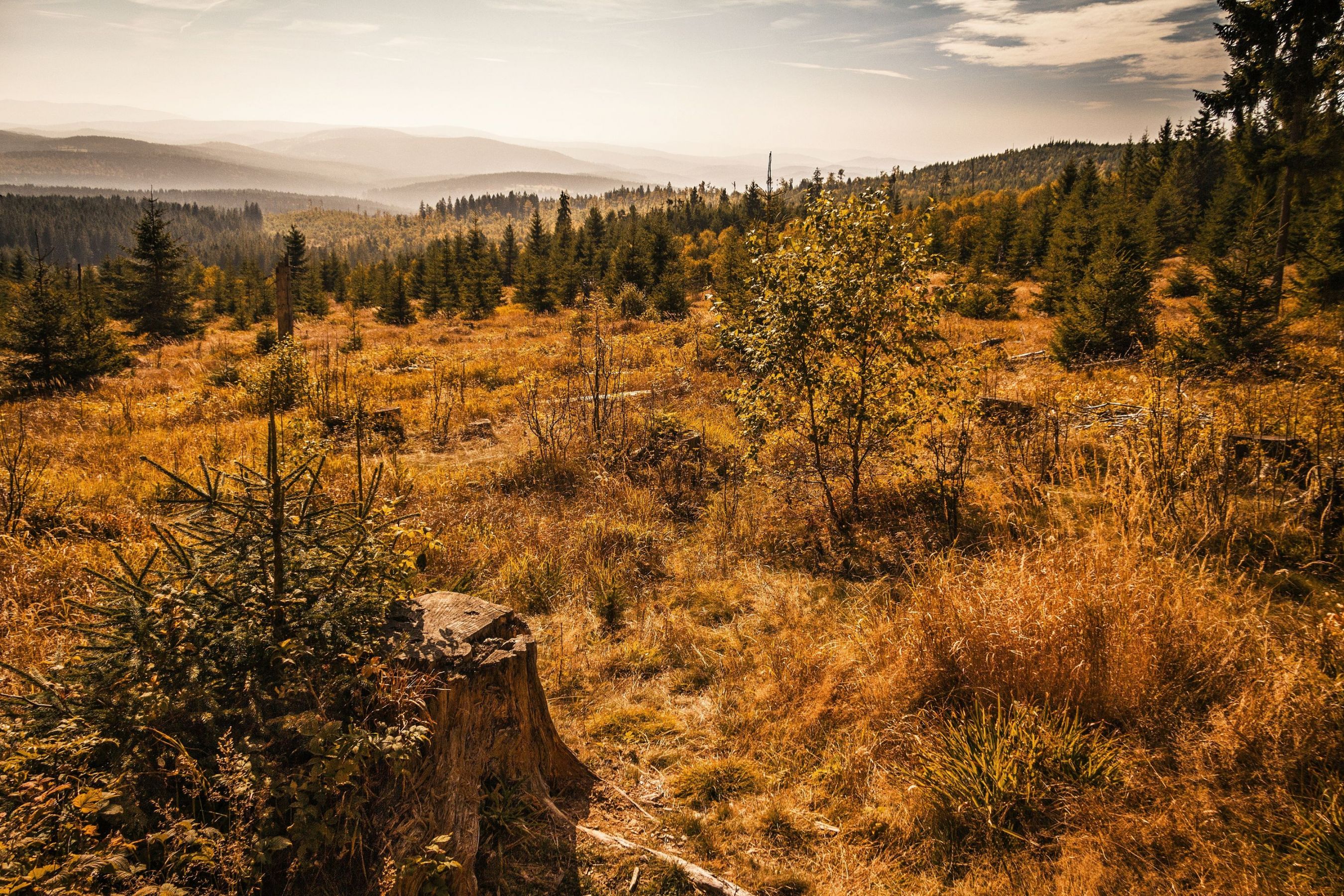 Šumava, pohled z Bučiny