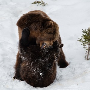björnfight-0423