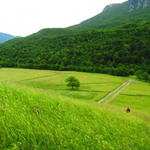 Mountains,greenery,valey