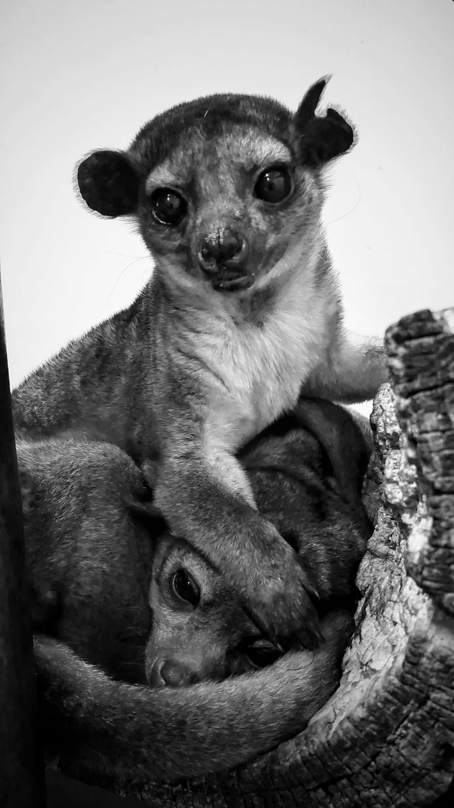 Kinkajou